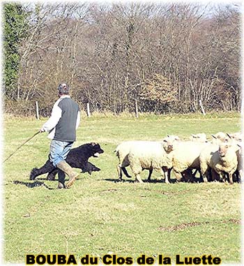 le bouvier des flandres et les moutons - Elevage du CLOS DE LA LUETTE - COPYRIGHT DEPOSE